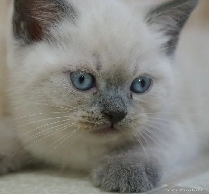 ID:2009-00187の子猫