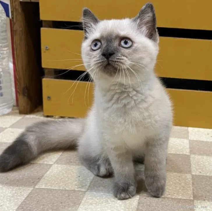ID:2308-01989の子猫