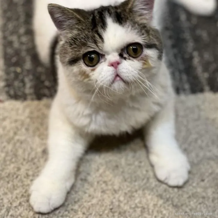 ID：2207-01557の子猫