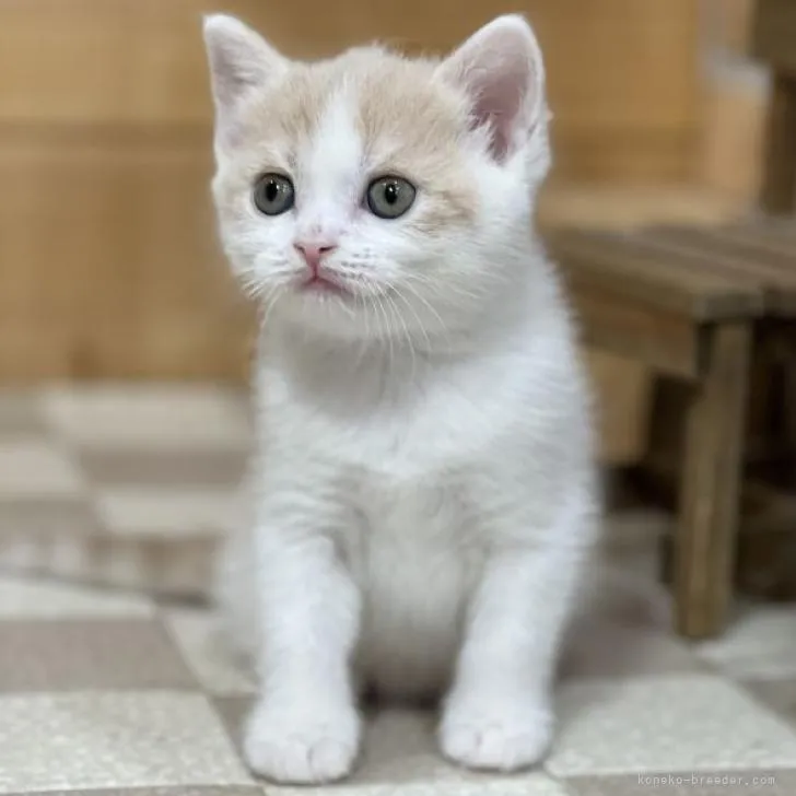 ID：2212-01787の子猫