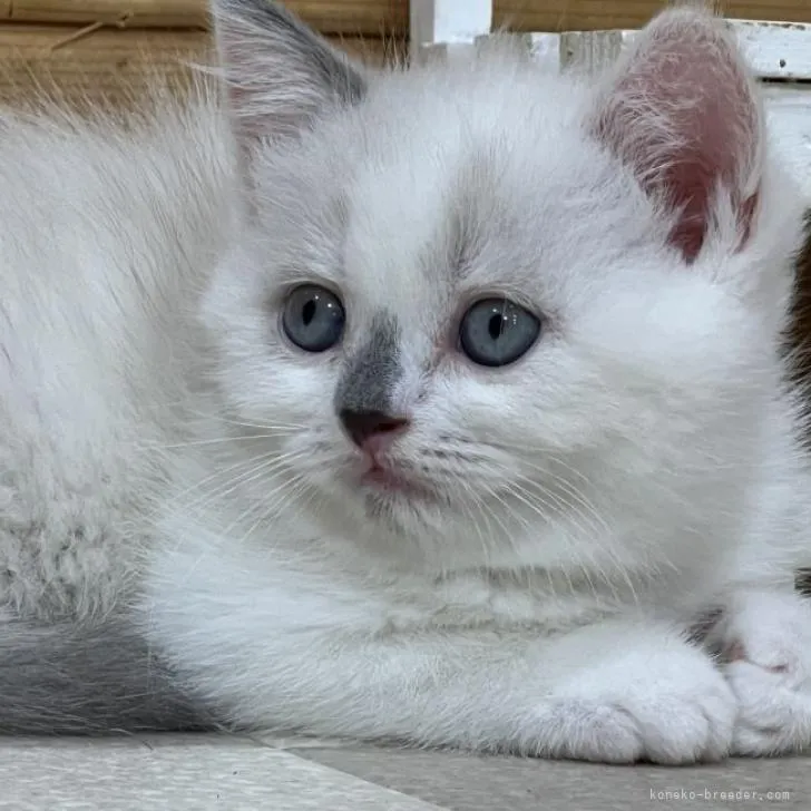 ID：2206-01328の子猫