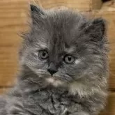 ブリティッシュロングヘア【福岡県・女の子・2024年4月10日・ブルーパッチドスポッテッドタビー】の写真1