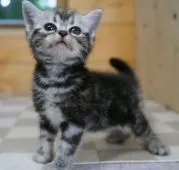 アメリカンショートヘア【福岡県・女の子・2020年6月15日・シルバータビー】の写真1