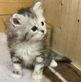 サイベリアン【福岡県・女の子・2021年1月23日・トータシェル&ホワイト】の写真2