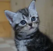 アメリカンショートヘア【福岡県・女の子・2020年6月15日・シルバータビー】の写真2