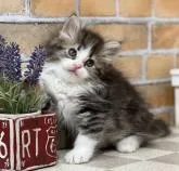 サイベリアン【福岡県・男の子・2022年6月10日・ブラウンタビー&ホワイト】の写真2