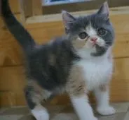 エキゾチックショートヘア【福岡県・女の子・2020年5月22日・ブルークリーム】の写真3