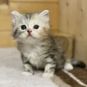 サイベリアン【福岡県・女の子・2021年1月23日・トータシェル&ホワイト】の写真3