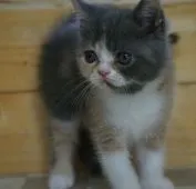 エキゾチックショートヘア【福岡県・女の子・2020年5月22日・ブルークリーム】の写真4