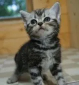 アメリカンショートヘア【福岡県・女の子・2020年6月15日・シルバータビー】の写真5