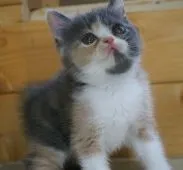 エキゾチックショートヘア【福岡県・女の子・2020年5月22日・ブルークリーム】の写真5