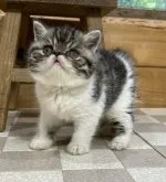 エキゾチックショートヘア【福岡県・男の子・2023年5月4日・ブラウンタビー&ホワイト】の写真5