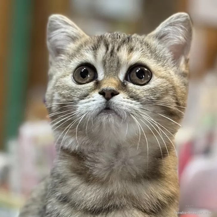 ID:2501-01012の子猫