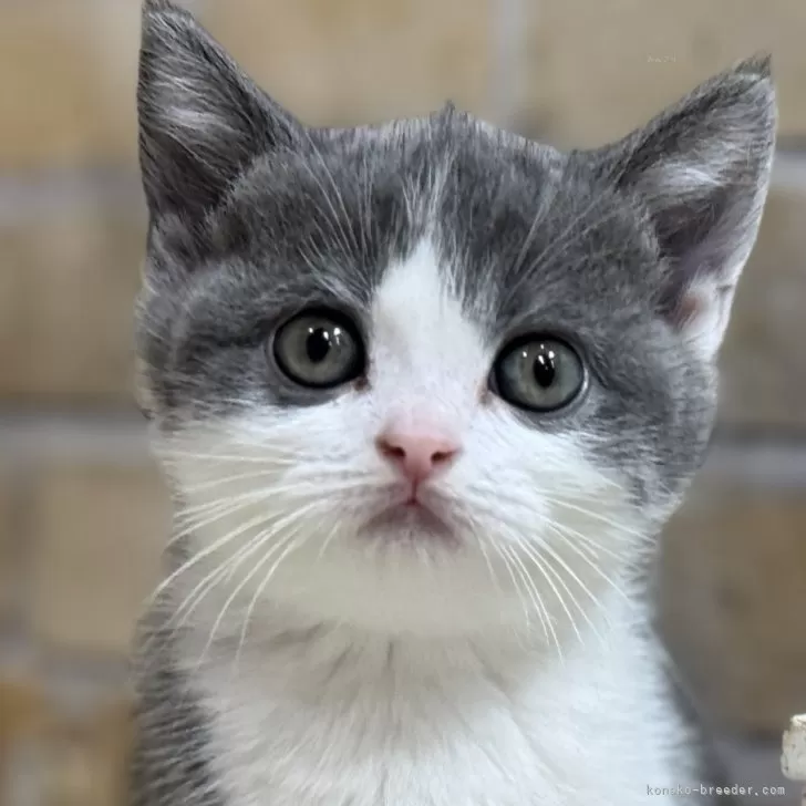 ID：2412-02617の子猫