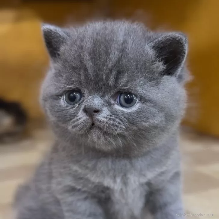 ID:2503-02989の子猫