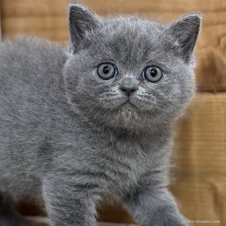 ID：2502-02461の子猫