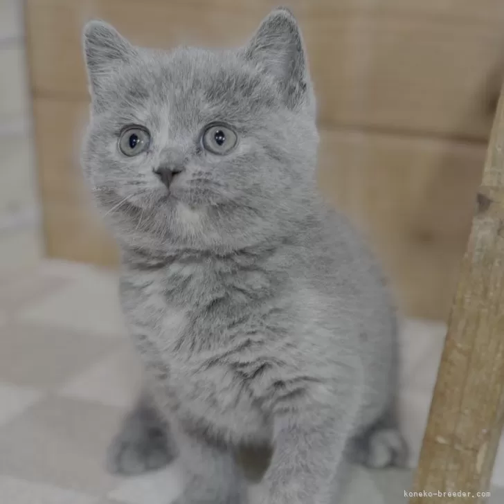 ID：2506-02537の子猫