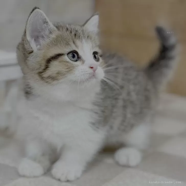 ID：2508-00823の子猫