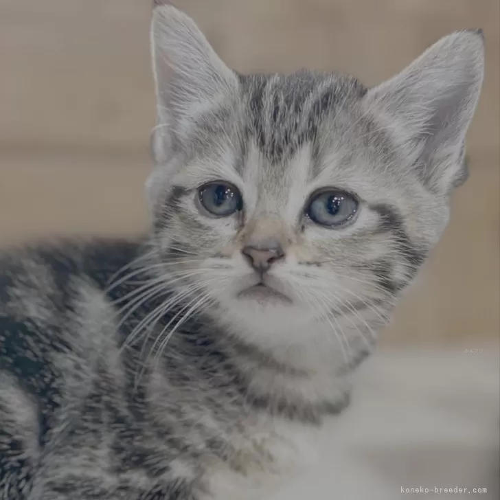 ID：2504-03414の子猫