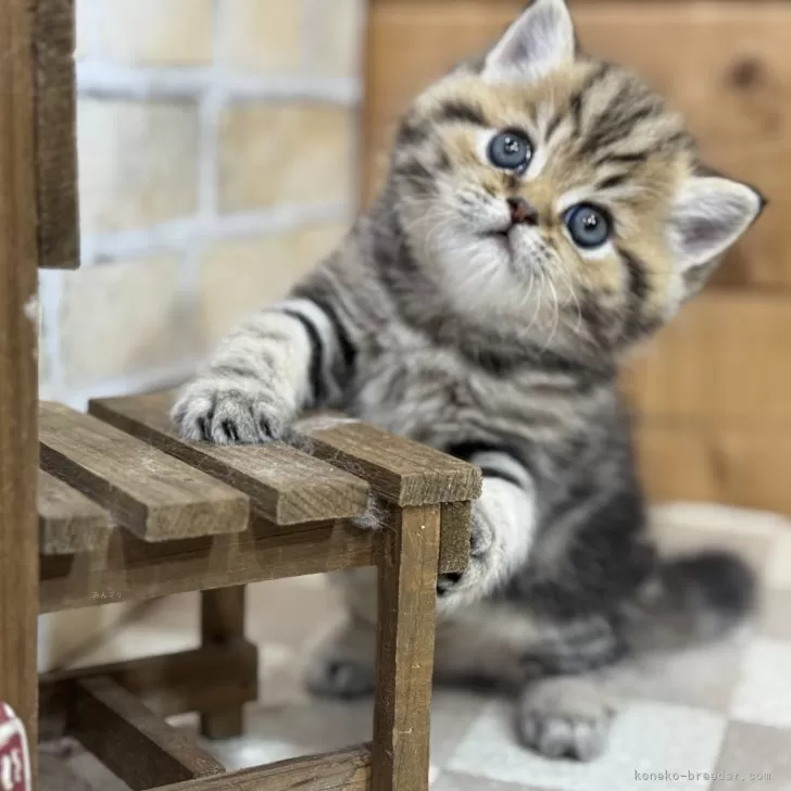 ID：2412-01712の子猫