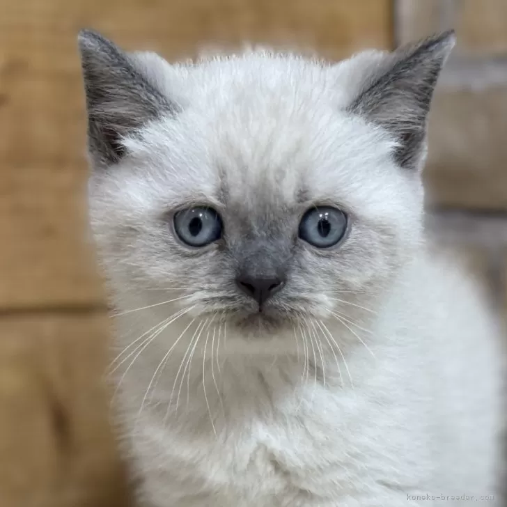 ケンジ 様のお迎えした子猫
