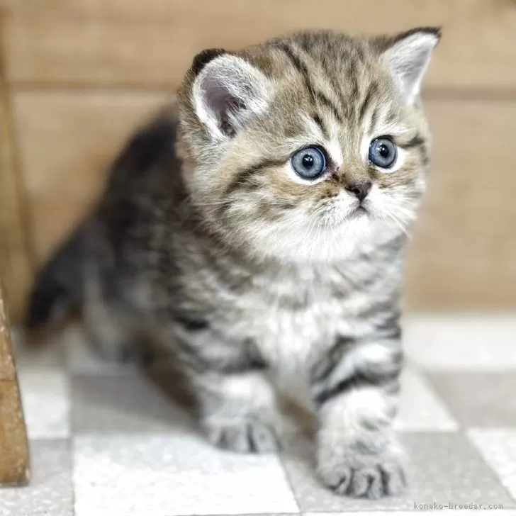 M.T 様のお迎えした子猫