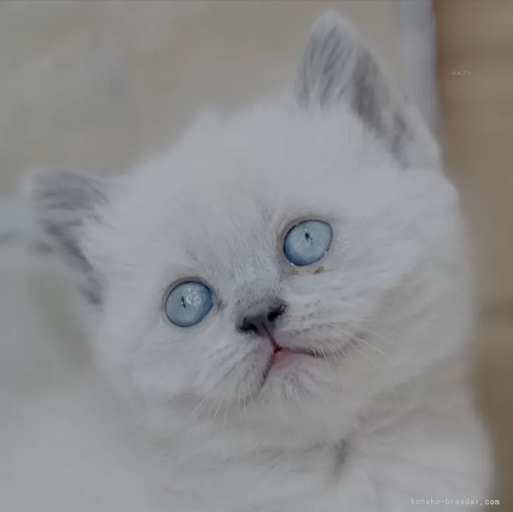 ID：2503-02260の子猫