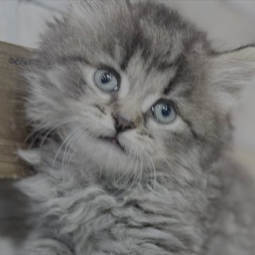 サイベリアン【福岡県・男の子・2025年3月24日・ブラウンタビー】の写真「物おじせず活発な性格」