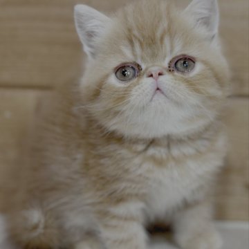 エキゾチックショートヘア【福岡県・男の子・2025年3月14日・レッドタビー】の写真「大人しくおっとりしている男の子」