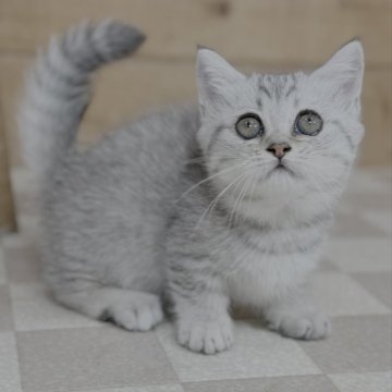 マンチカン(短足)【福岡県・女の子・2025年6月22日・シルバータビー】の写真「穏やかで大人しい女の子」