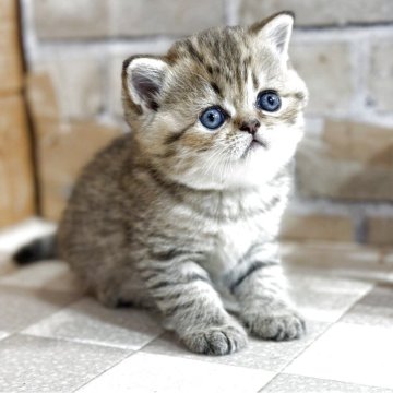 エキゾチックショートヘア【福岡県・男の子・2025年10月15日・ブラウンスポッテッドタビー】の写真「丸々として愛らしい男の子」