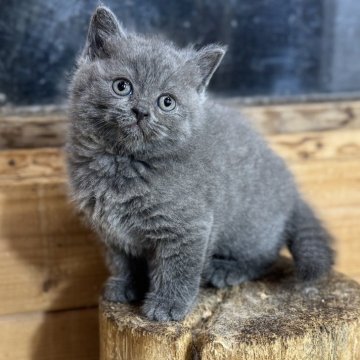 ブリティッシュショートヘア【福岡県・女の子・2025年10月27日・ブルーポイント】の写真「好奇心が強く落ち着いた性格の女の子」