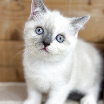 ブリティッシュショートヘア【福岡県・男の子・2025年10月9日・ブルーポイント】の写真「穏やかで大人しい男の子」