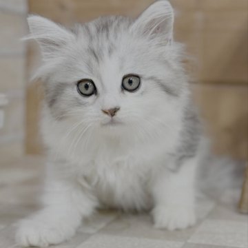 マンチカン(長足)【福岡県・男の子・2025年6月22日・シルバータビー（ロング）】の写真「穏やかな性格ですが、好奇心は強そうです」