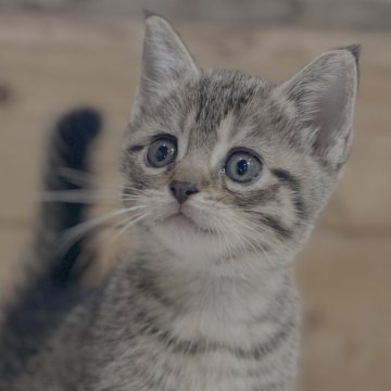 マンチカン(長足)【福岡県・女の子・2025年3月17日・ブラウンマッカレルタビー】の写真「おっとりしておおらかな性格の女の子」