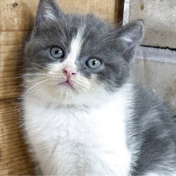 ブリティッシュショートヘア【福岡県・男の子・2025年10月9日・ブルー&ホワイト】の写真「穏やかで大人しい男の子」