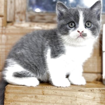 ブリティッシュショートヘア【福岡県・男の子・2025年10月9日・ブルー&ホワイト】の写真「大人しいハチワレの男の子」