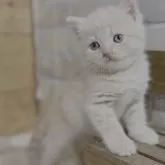 ブリティッシュショートヘア