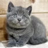 ブリティッシュショートヘア