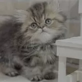 エキゾチックショートヘア
