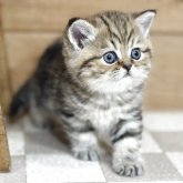 エキゾチックショートヘア