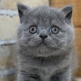 ブリティッシュショートヘア