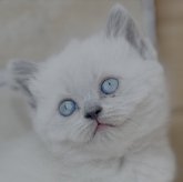 ブリティッシュショートヘア