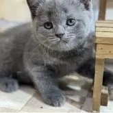 ブリティッシュショートヘア