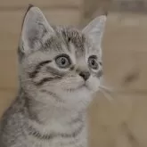 マンチカン(長足)【福岡県・女の子・2025年3月17日・ブラウンマッカレルタビー】の写真2