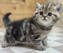 エキゾチックショートヘア【福岡県・男の子・2024年11月7日・ブラウンタビー】の写真3