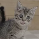 マンチカン(長足)【福岡県・女の子・2025年3月17日・ブラウンマッカレルタビー】の写真3