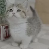 マンチカン(短足)【福岡県・女の子・2025年6月22日・ブラウンタビー&ホワイト】の写真4「この写真は色が不正確です。正確な色は動画をご覧下さい。」