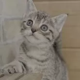 マンチカン(長足)【福岡県・女の子・2025年3月17日・ブラウンマッカレルタビー】の写真4