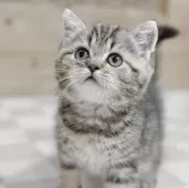 エキゾチックショートヘア【福岡県・男の子・2025年4月13日・ブラウンタビー】の写真5